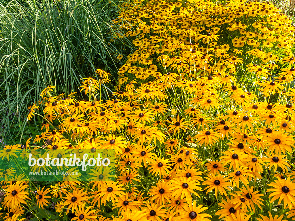 428348 - Orange cone flower (Rudbeckia fulgida) and sneezeweed (Helenium)