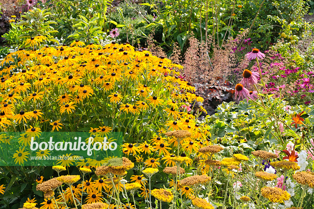 475086 - Orange cone flower (Rudbeckia fulgida), yarrow (Achillea), alumroot (Heuchera) and cone flower (Echinacea)