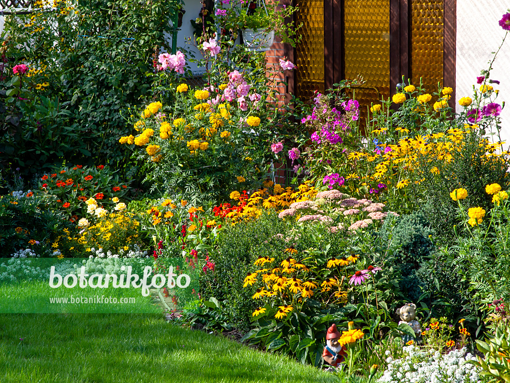 441011 - Orange cone flowers (Rudbeckia fulgida), marigolds (Tagetes), phlox (Phlox) and roses (Rosa)