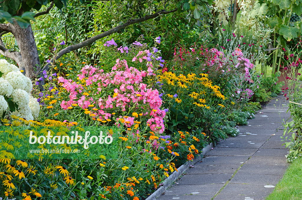 474325 - Orange cone flowers (Rudbeckia fulgida), pot marigolds (Calendula officinalis), garden phlox (Phlox paniculata) and bellflowers (Campanula)