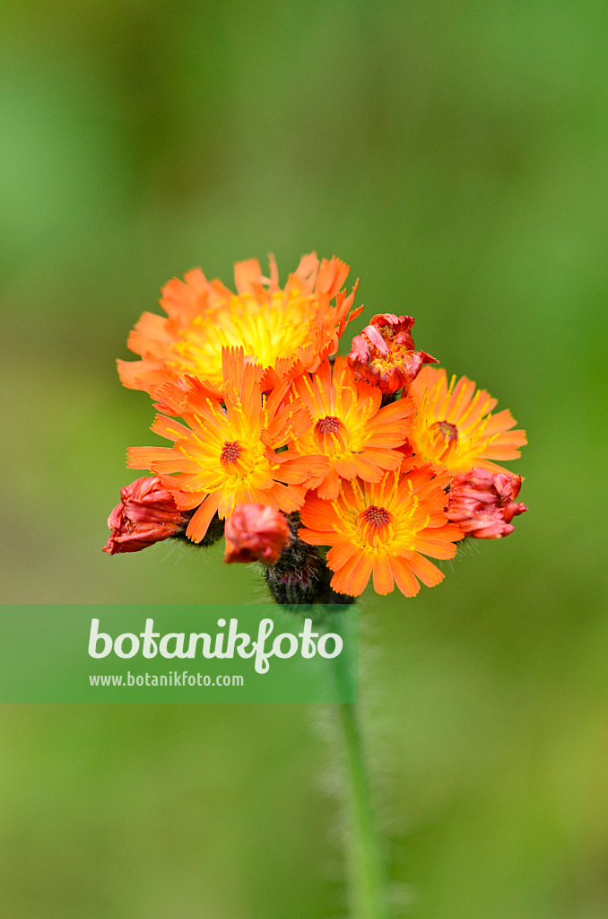 535048 - Orange hawkweed (Hieracium aurantiacum)