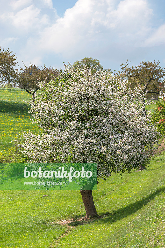 625274 - Orchard apple (Malus x domestica)