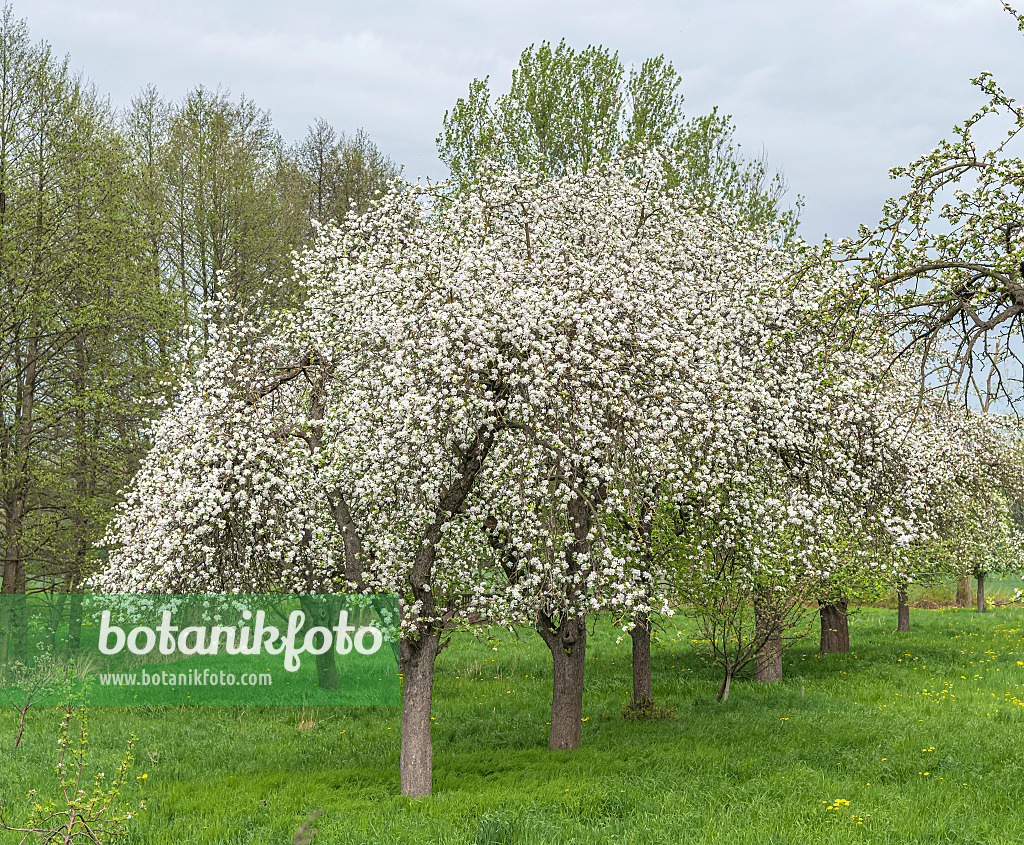 625275 - Orchard apple (Malus x domestica)