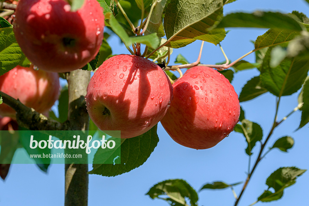 575145 - Orchard apple (Malus x domestica 'Ariwa')