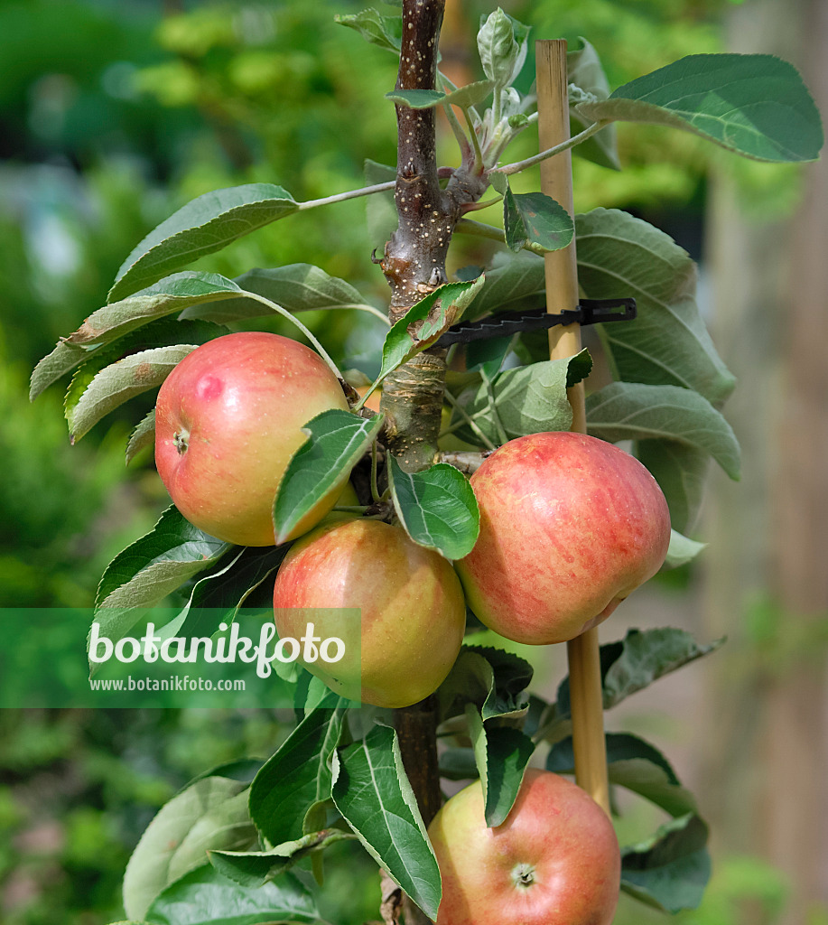 471413 - Orchard apple (Malus x domestica 'Fire Dance')