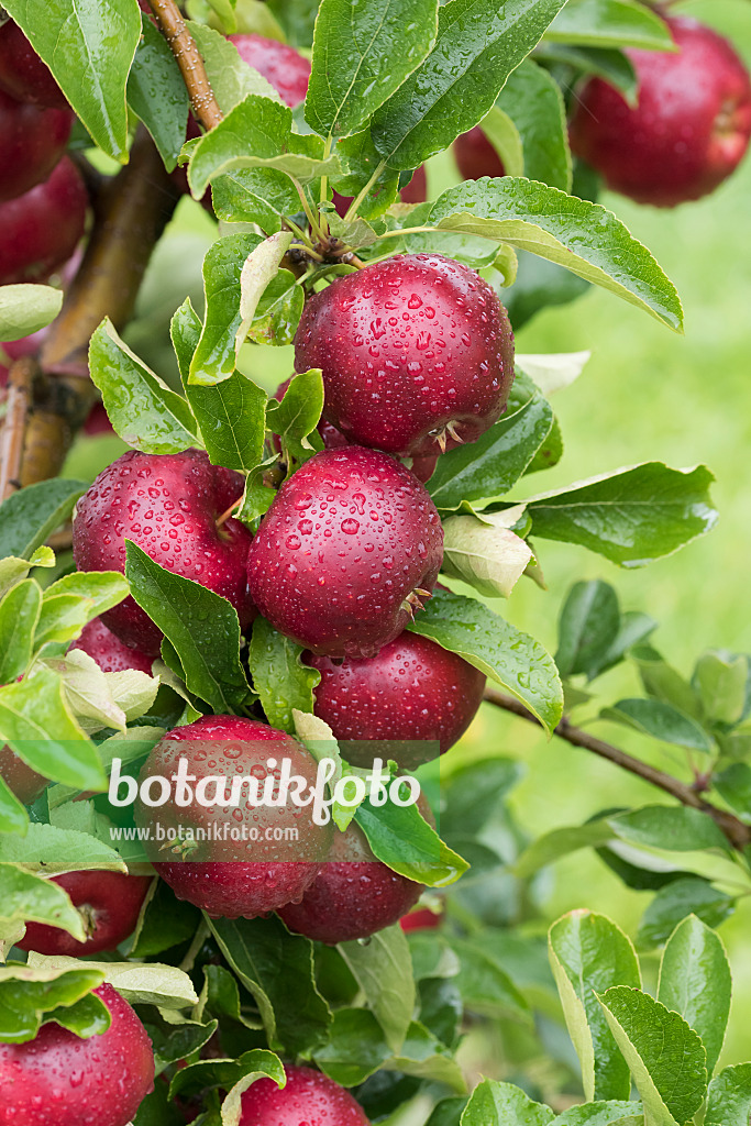 616022 - Orchard apple (Malus x domestica 'Gaia')