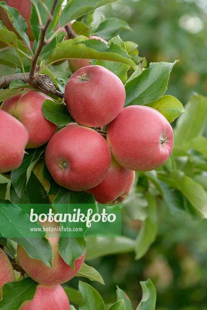 547204 - Orchard apple (Malus x domestica 'Gala King')