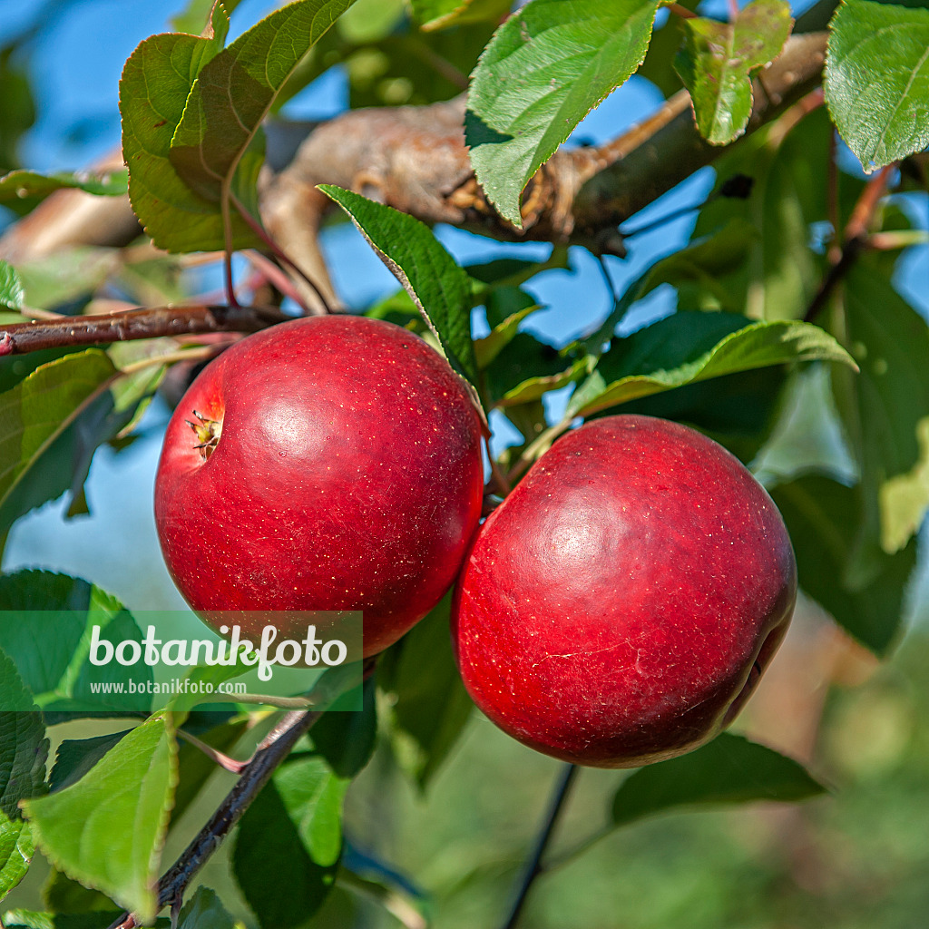 616028 - Orchard apple (Malus x domestica 'Gerlinde')