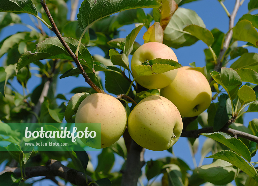 471417 - Orchard apple (Malus x domestica 'Golden Delicious')