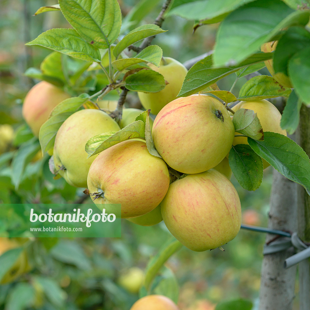 575164 - Orchard apple (Malus x domestica 'Goldparmäne')