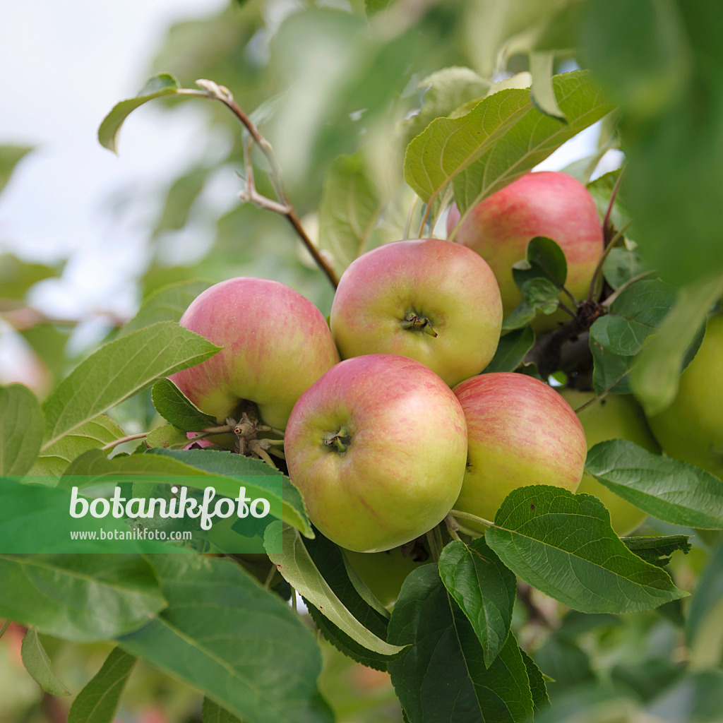 535352 - Orchard apple (Malus x domestica 'Gravensteiner')