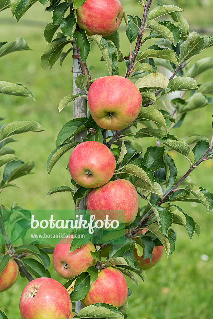 616041 - Orchard apple (Malus x domestica 'Karneval')