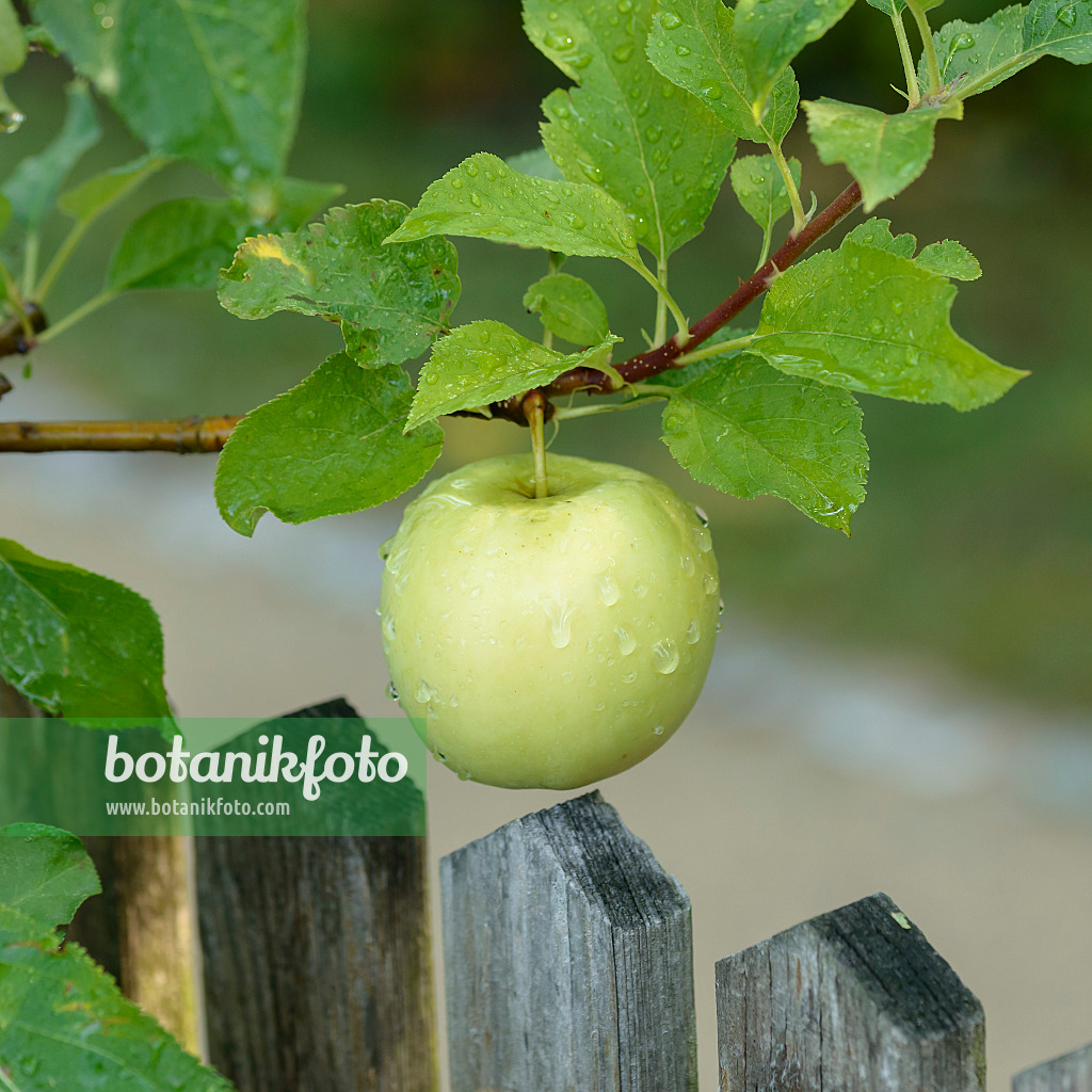 558165 - Orchard apple (Malus x domestica 'Luna')