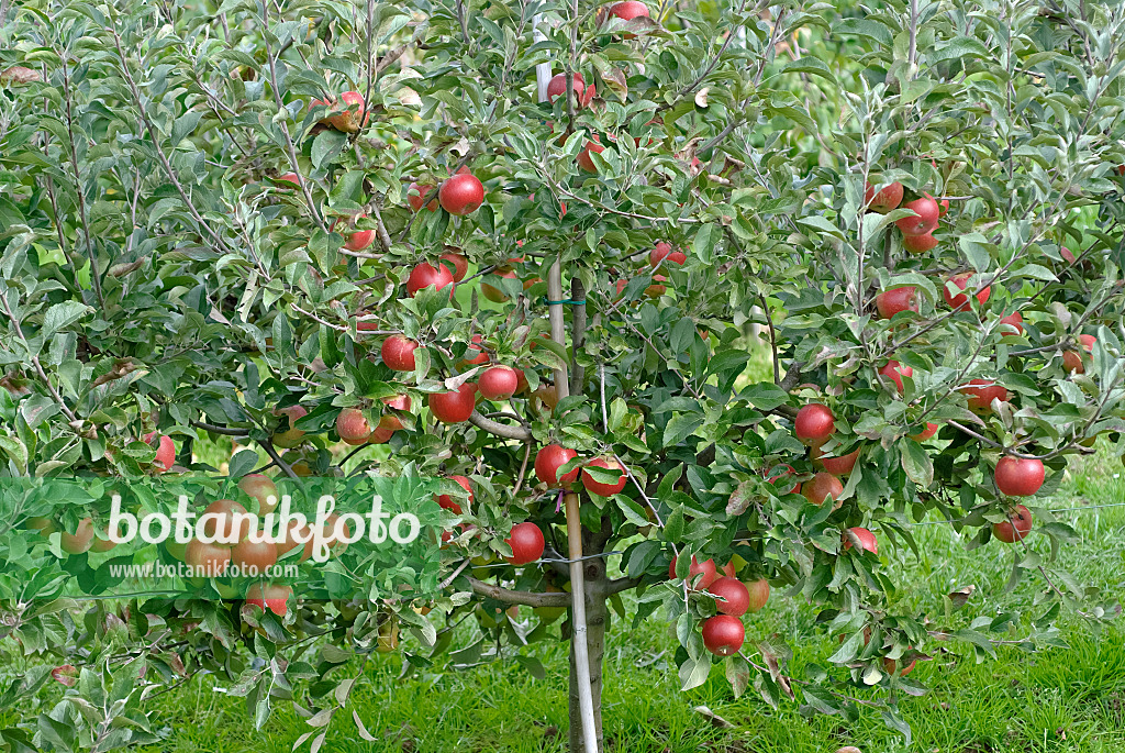 490098 - Orchard apple (Malus x domestica 'Mini-Cox')