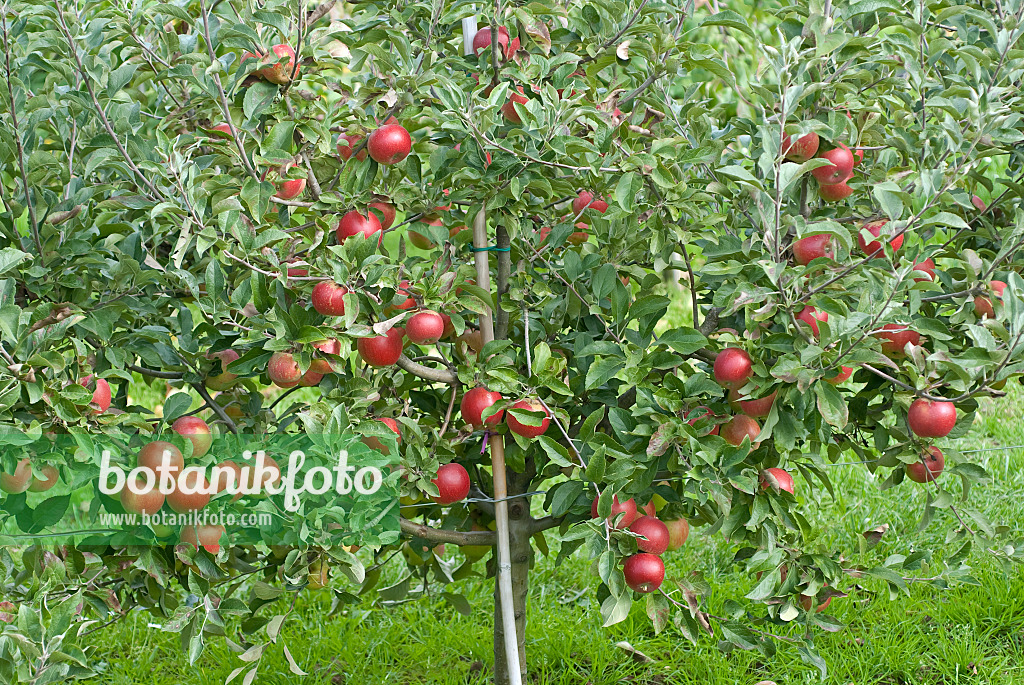 502295 - Orchard apple (Malus x domestica 'Mini-Cox')