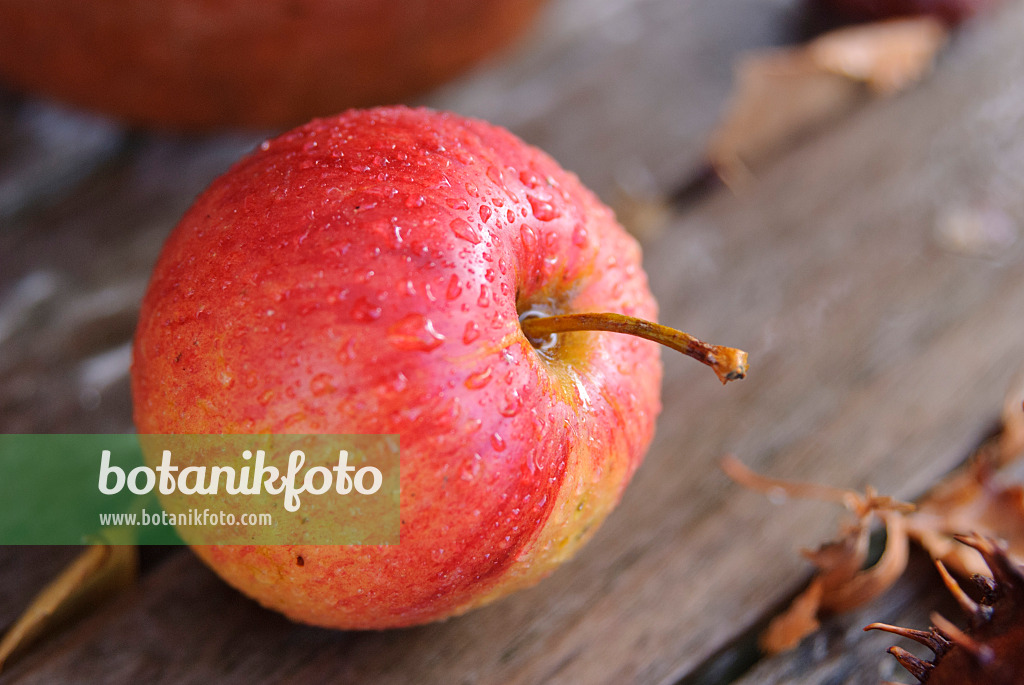 517006 - Orchard apple (Malus x domestica) on a wooden table