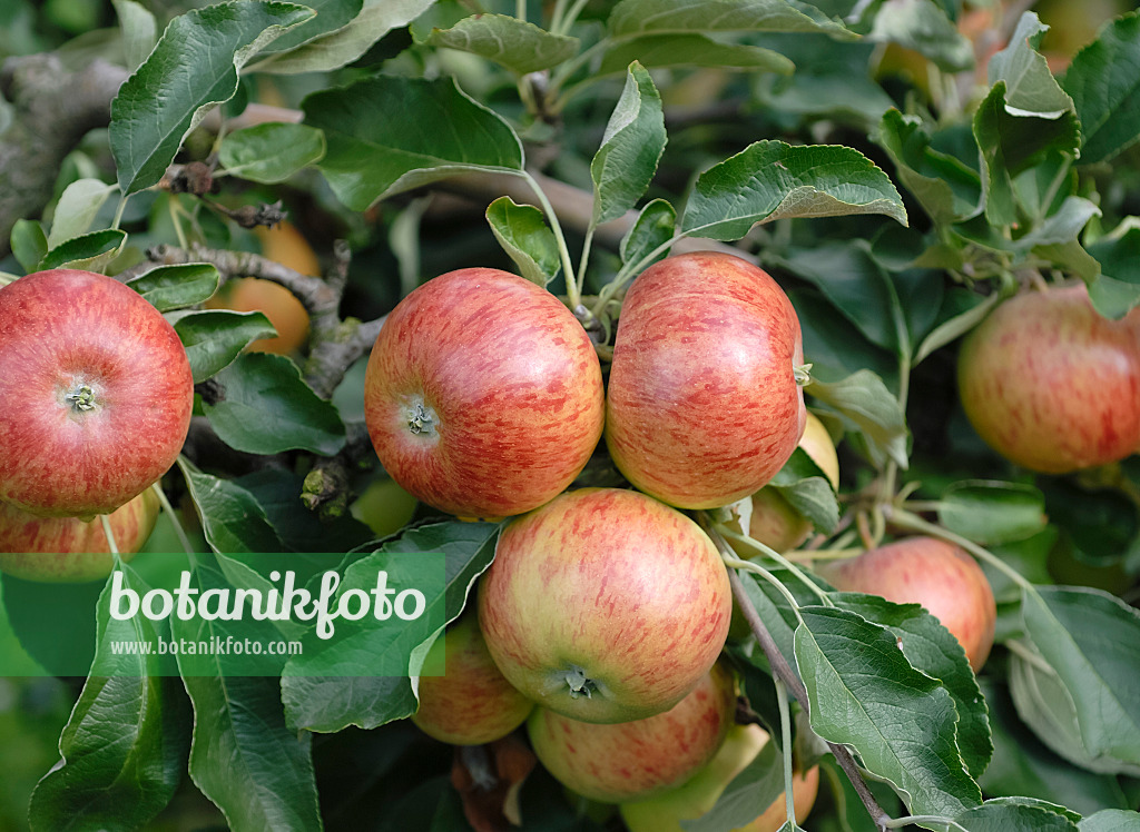 471421 - Orchard apple (Malus x domestica 'Pimona')