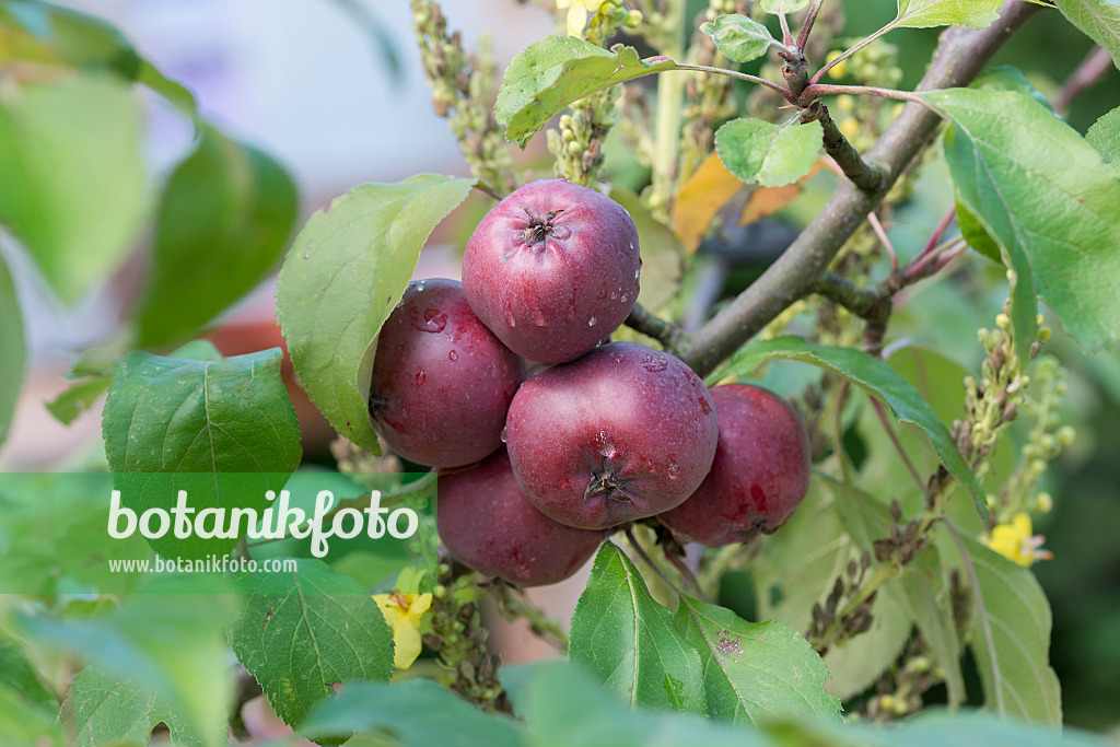 625276 - Orchard apple (Malus x domestica 'Redlove Circe')