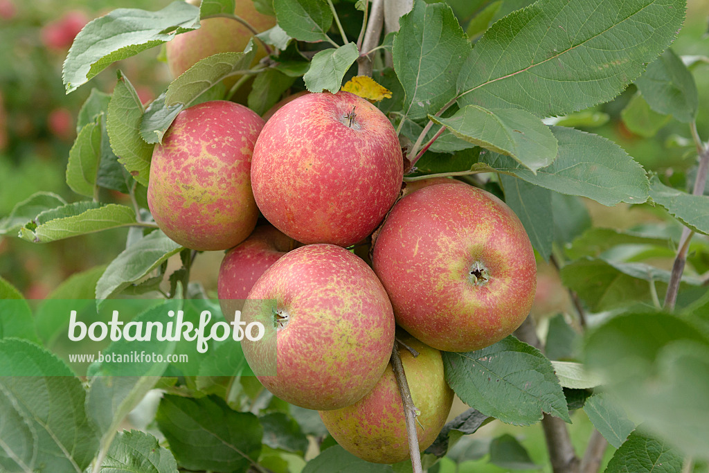 547199 - Orchard apple (Malus x domestica 'Roter Boskoop')