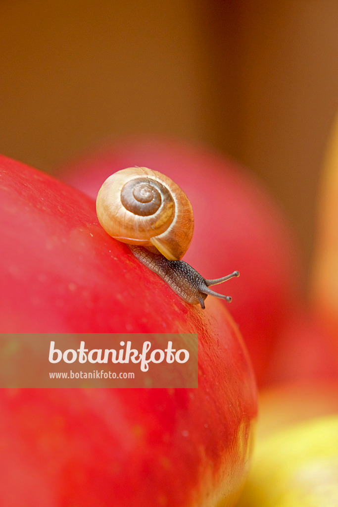 575156 - Orchard apple (Malus x domestica 'Santana') and white-lipped snail (Cepaea hortensis)