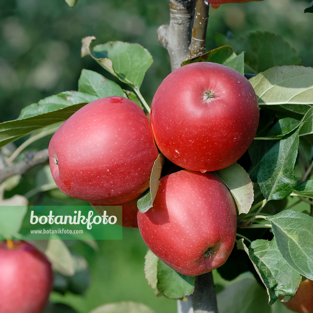 471429 - Orchard apple (Malus x domestica 'Saturn')