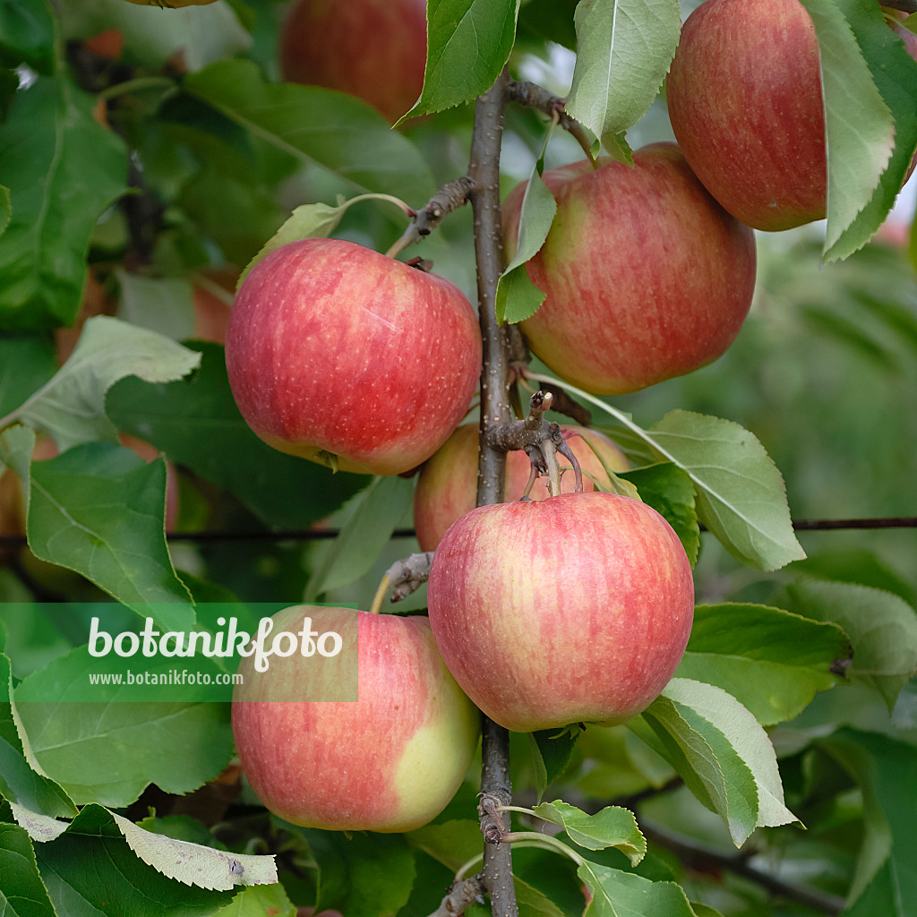 471430 - Orchard apple (Malus x domestica 'Shampion')