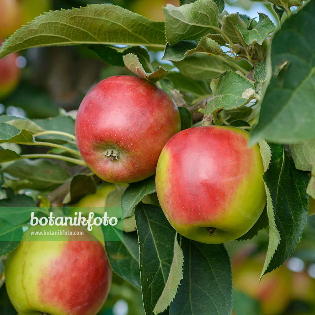 558166 - Orchard apple (Malus x domestica 'Suncats')