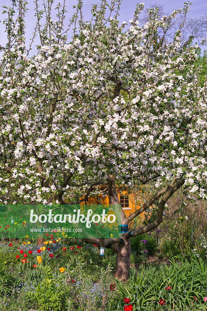 601040 - Orchard apple (Malus x domestica) and tulips (Tulipa) in an allotment garden