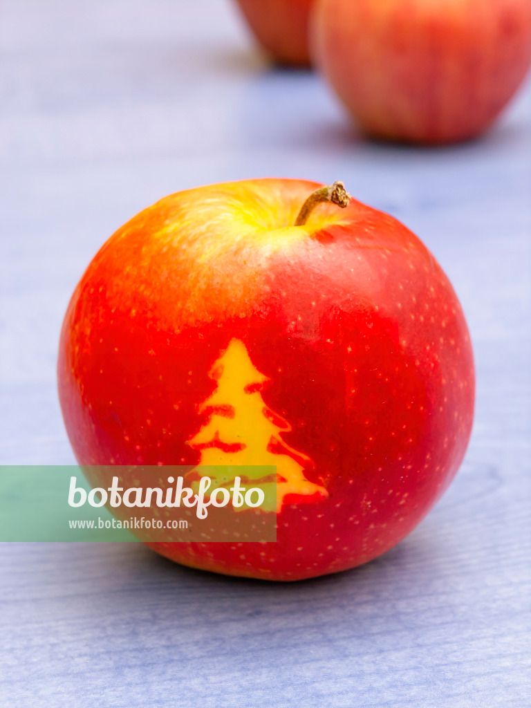 444091 - Orchard apple (Malus x domestica) with Christmas tree