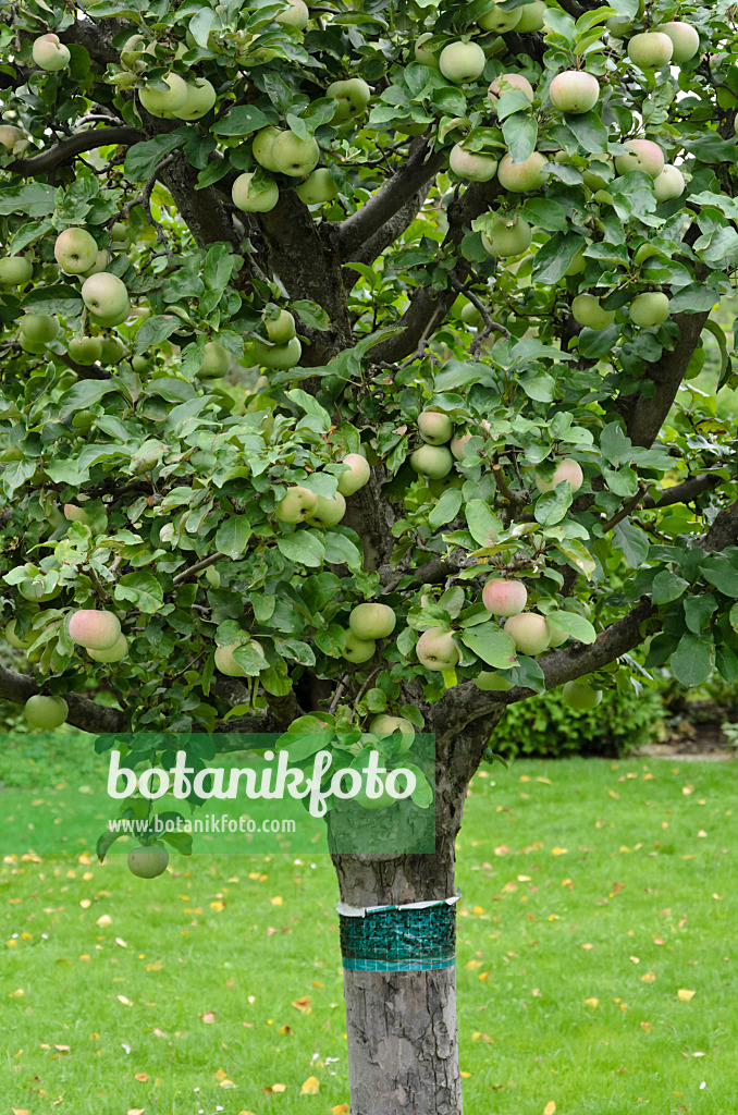 524103 - Orchard apple (Malus x domestica) with glue ring