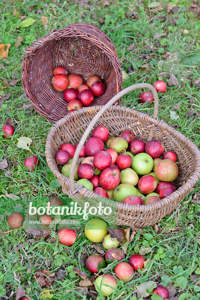 570129 - Orchard apples (Malus x domestica) in baskets