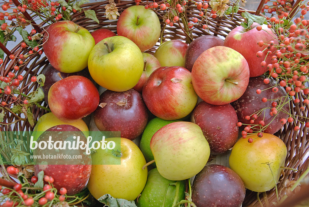 502290 - Orchard apples (Malus x domestica) with rose hips