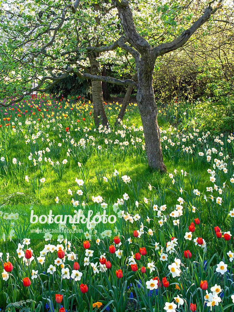 437147 - Orchard with daffodils and tulips