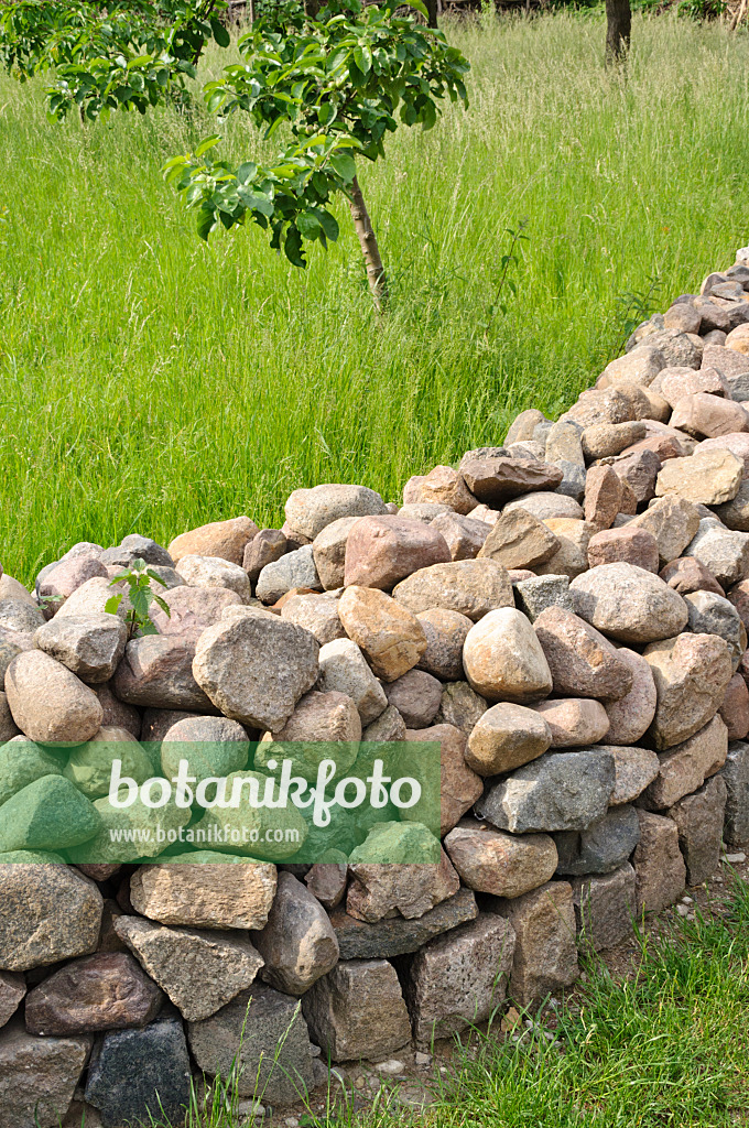 472433 - Orchard with stone wall