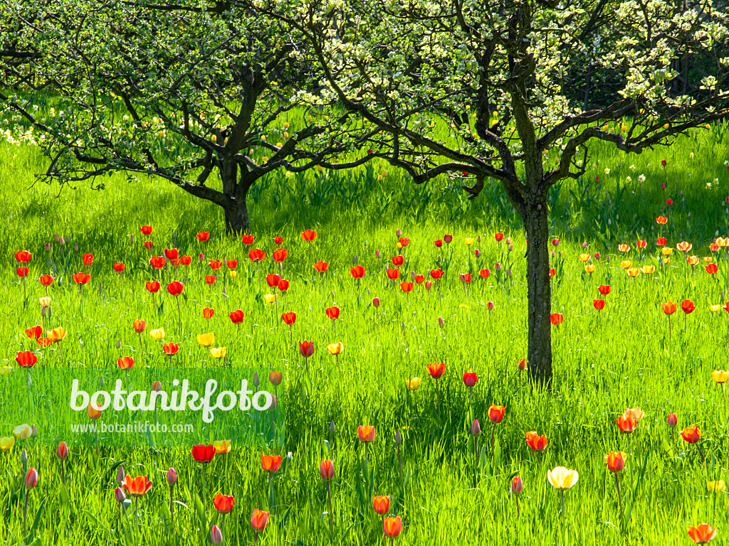 437135 - Orchard with tulips