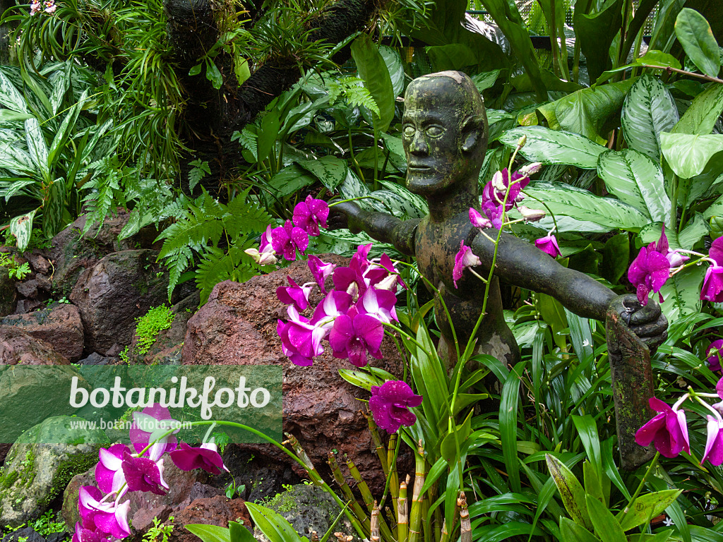 411190 - Orchid garden with sculpture, National Orchid Garden, Singapore