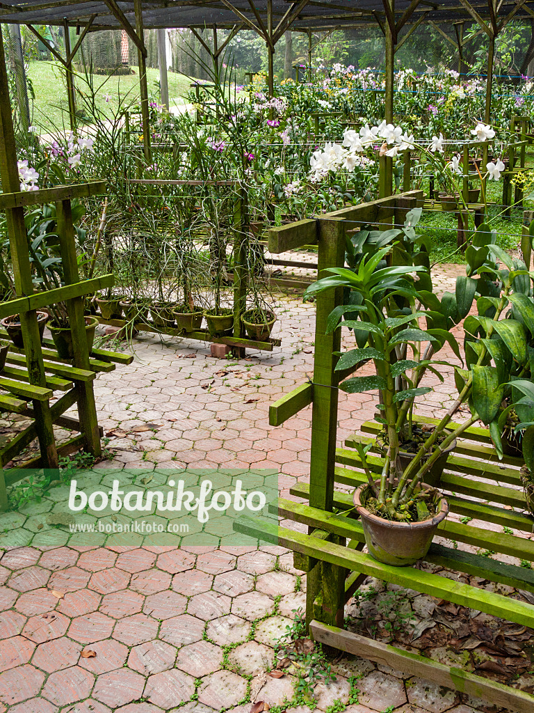 411119 - Orchids in pots on wooden frames, Sentosa Orchid Garden, Singapore