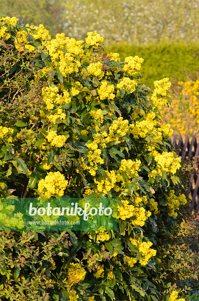 531034 - Oregon grape (Mahonia aquifolium)