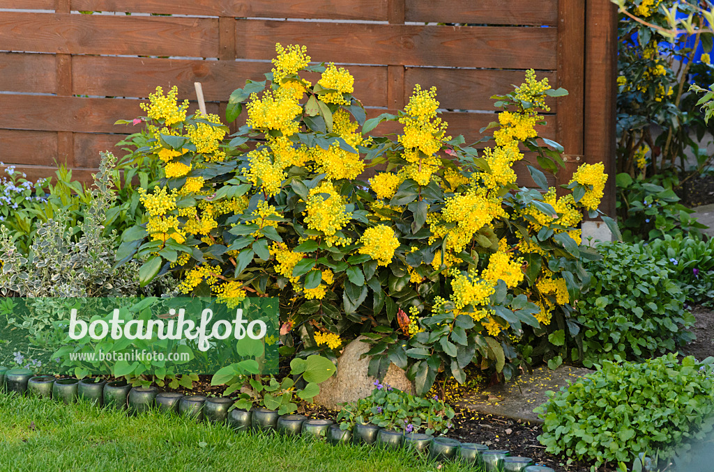 531037 - Oregon grape (Mahonia aquifolium)