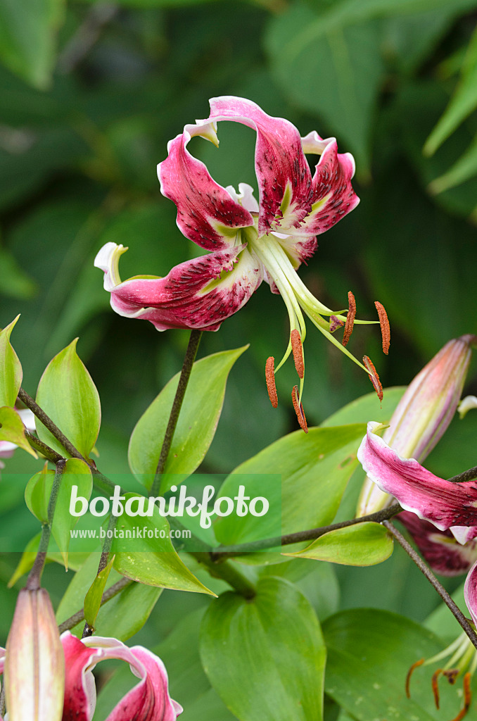 498334 - Oriental lily (Lilium Black Beauty)