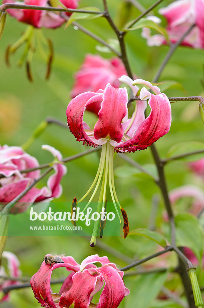 534477 - Oriental lily (Lilium Black Beauty)