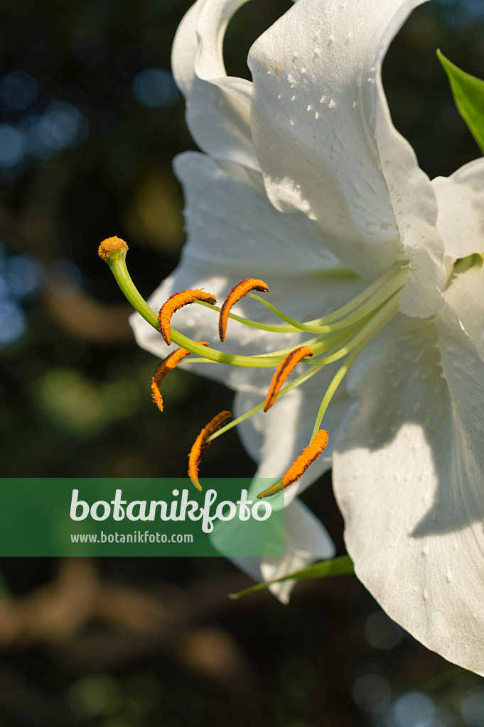 511316 - Oriental lily (Lilium speciosum 'Casa Blanca')