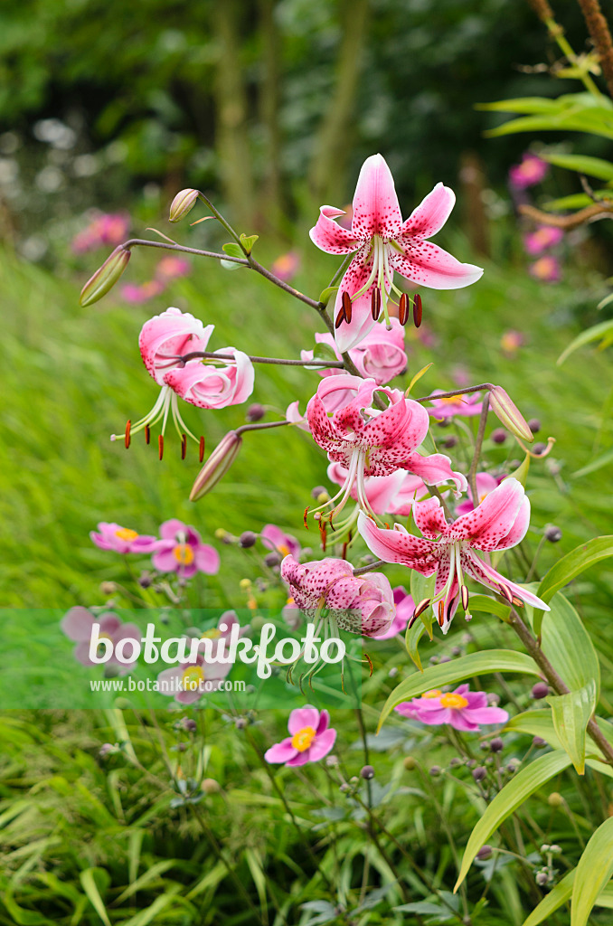 535092 - Oriental lily (Lilium speciosum 'Rubrum') and Japanese anemone (Anemone hupehensis var. japonica)