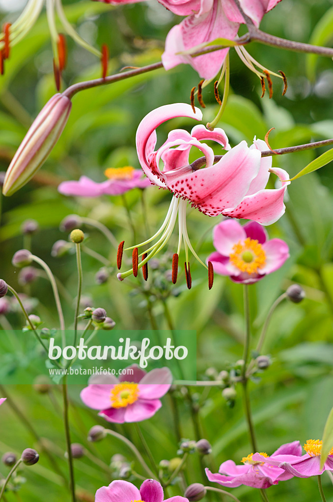 535093 - Oriental lily (Lilium speciosum 'Rubrum') and Japanese anemone (Anemone hupehensis var. japonica)