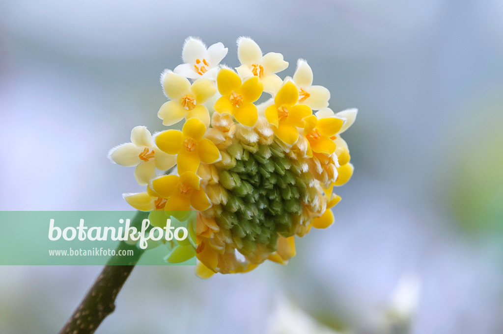 535270 - Oriental paperbush (Edgeworthia chrysantha)