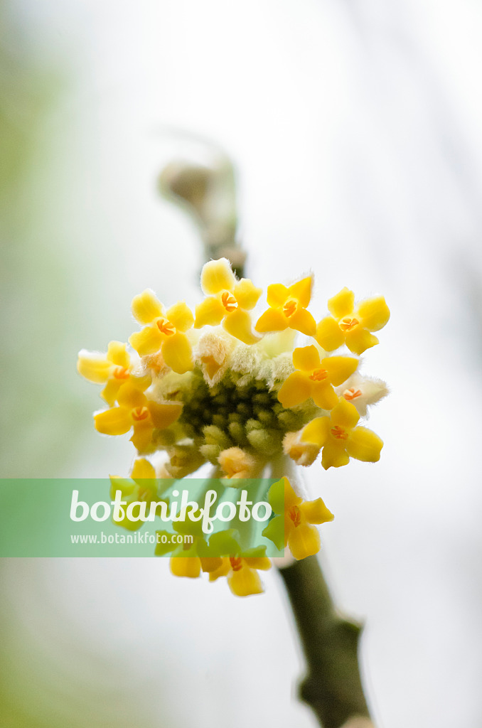 553096 - Oriental paperbush (Edgeworthia chrysantha)