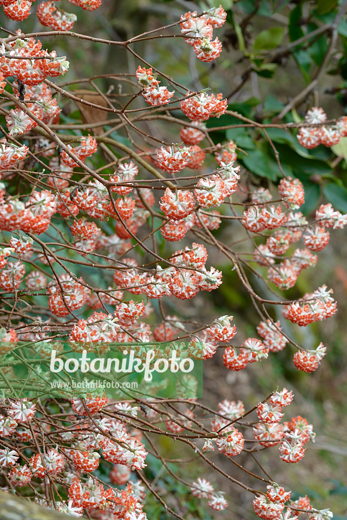 558095 - Oriental paperbush (Edgeworthia chrysantha 'Akebono')