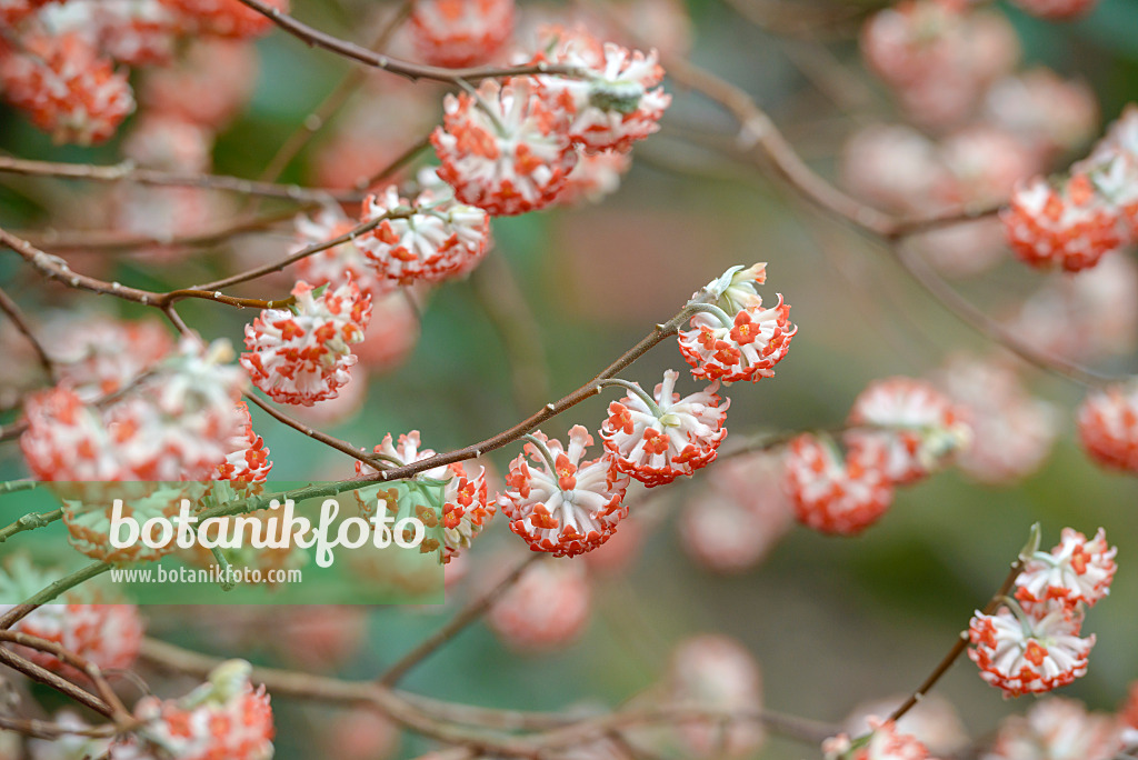 558096 - Oriental paperbush (Edgeworthia chrysantha 'Akebono')