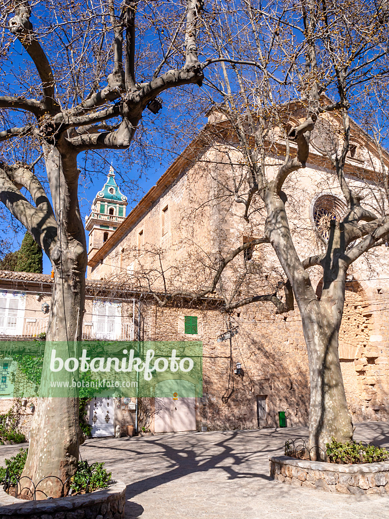 424045 - Oriental plane (Platanus orientalis) in front of the cloister, Valldemossa, Majorca, Spain