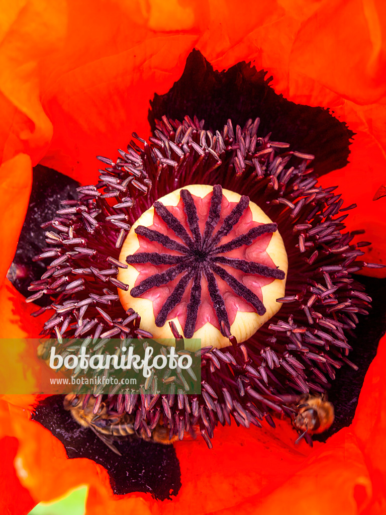 426086 - Oriental poppy (Papaver orientale)